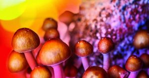 Magic mushrooms bc