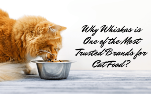 Why Whiskas is One of the Most Trusted Brands for Cat Food