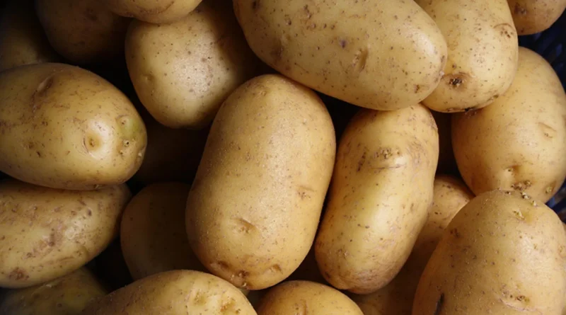 Benefits of Potatoes for Your Good Health