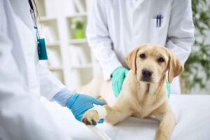 Veterinary Pain Management Market