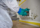 How Hackensack Businesses Benefit from Professional Mold Remediation Services