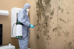 Mold Remediation Commack NY